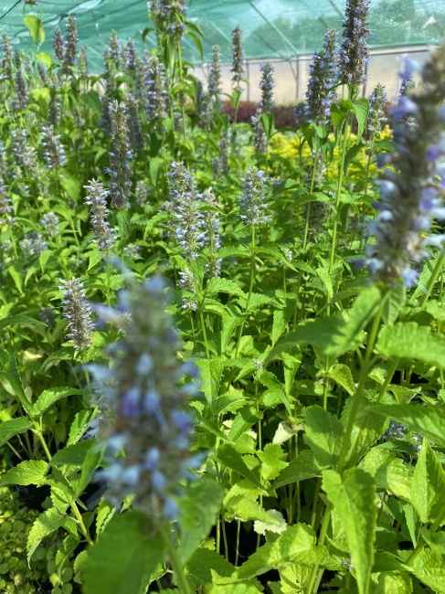 izsópfű- Agastache foeniculum "Blue Spike"