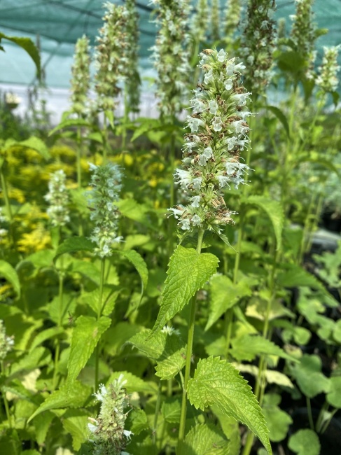 izsópfű- Agastache foeniculum "Snow Spike"