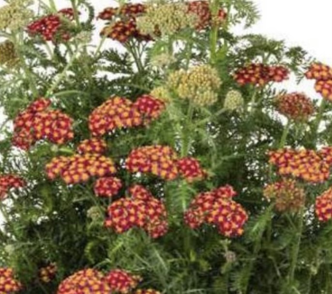 cickafark- Achillea millefolium "Skysail Fire"