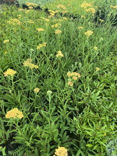 cickafark- Achillea filipendula "Cloth of Gold"