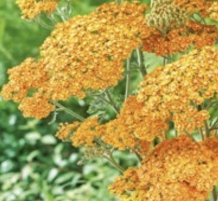 cickafark- Achillea millefolium "Terracotta"