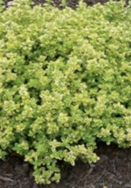 citromillatú kakukkfű- Thymus citriodorus "Gold Lemon"