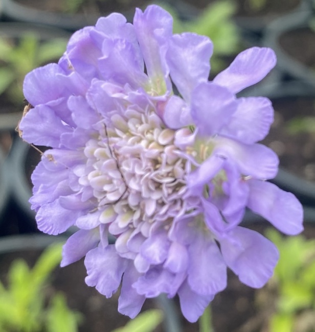 galambszínű ördögszem- Scabiosa columbaria "Butterfly Blue"