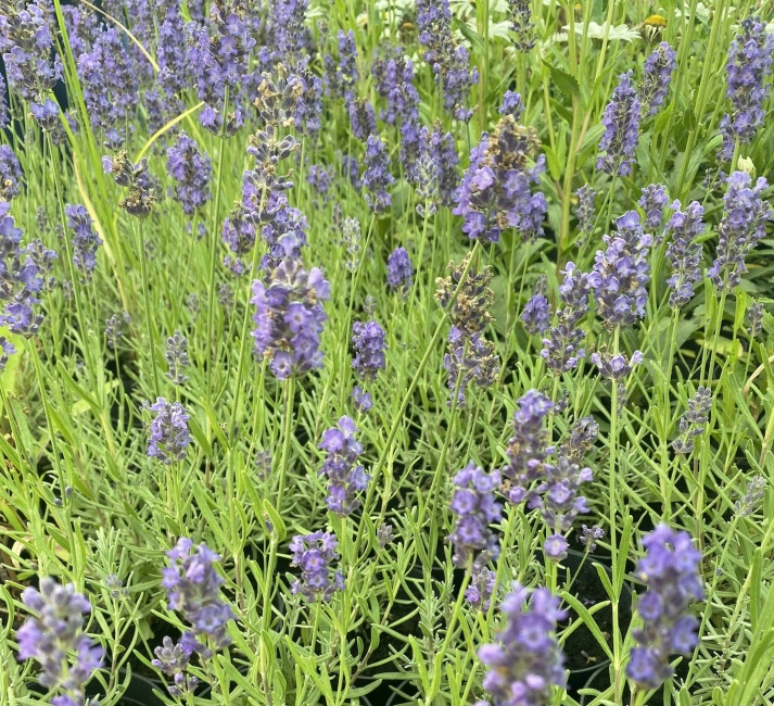 közönséges levendula- Lavandula angustifolia "Vintage Violet"