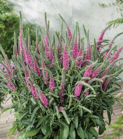 macskafarkú veronika- Veronica spicata "anniversary rose"