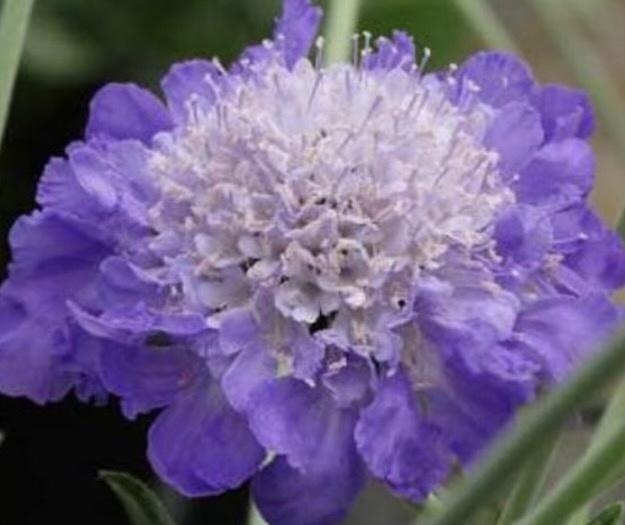 ördögszem- Scabiosa Mariposa Blue