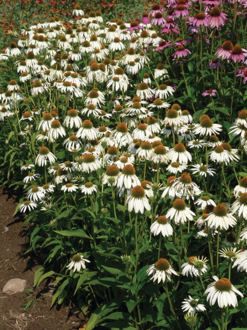 bíbor kasvirág - Echinacea purpurea 'White Swan'