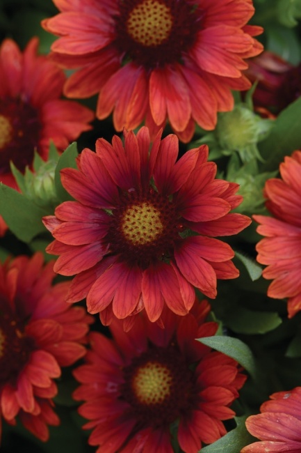 kokárdavirág - Gaillardia aristata"Mesa Red"