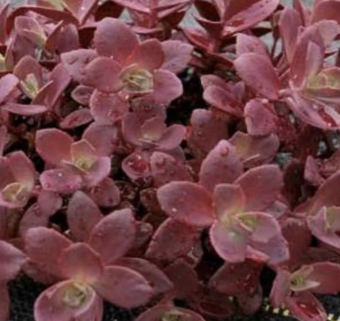 japán varjúháj- Sedum cauticola SunSparkler Firecracker