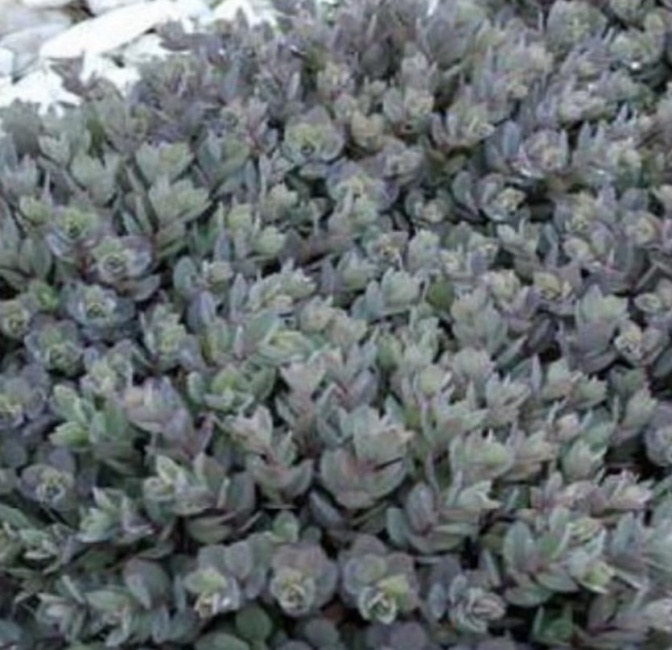 japán varjúháj- Sedum cauticola SunSparkler Dazzleberry