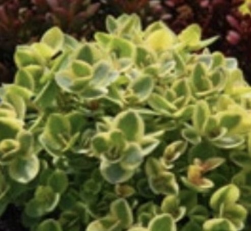 Japán varjúháj- Sedum makinoi SunSparkler Lime Twister