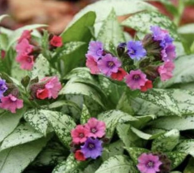 tüdőfű- Pulmonaria hybrid "Silver Bouquet"