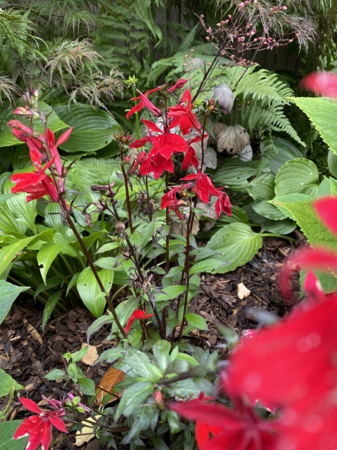 pompás lobélia- Lobelia speciosa "Starship Scarlet"