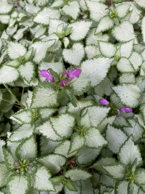 árvacsalán- Lamium maculatum Ami Dark Purole