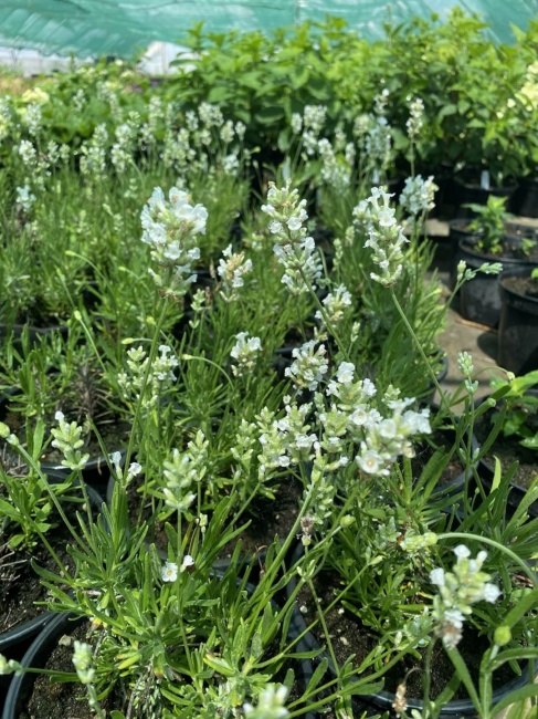 angol levendula- Lavandula angustifolia "Spirit White"