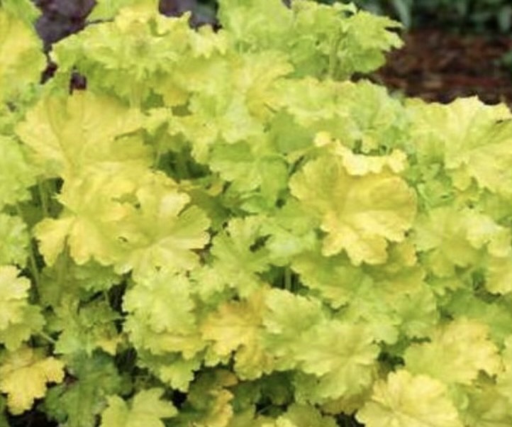 tűzeső- Heuchera hybrid "Lime Rickey"