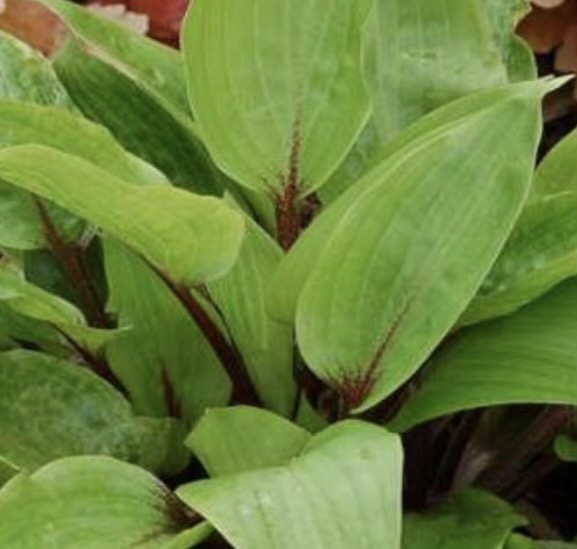 árnyékliliom- Hosta "Purple Heart"