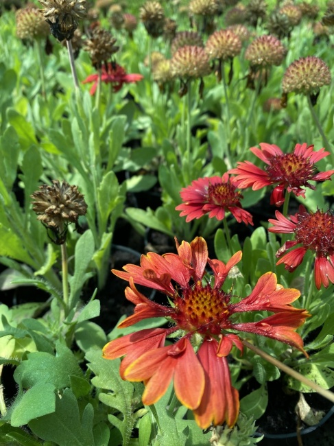 kokárdavirág- Gaillardia "Spintop RedStarburst"