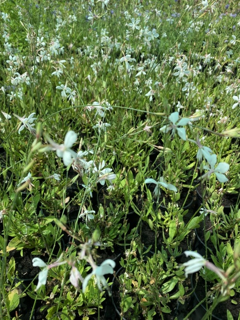 díszgyertya- Gaura lindheimeri "Graceful Blush"