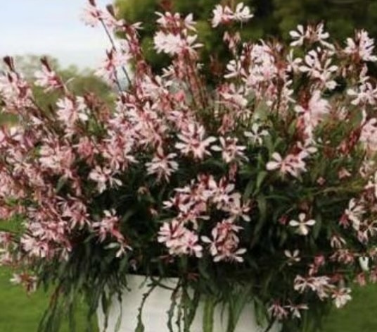 díszgyertya- Gaura lindheimeri "Graceful Light Pink"