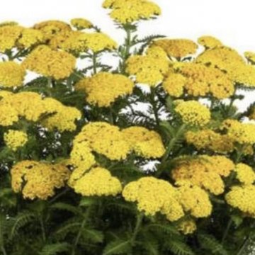 cickafark- Achillea millefolium 