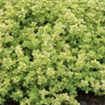 citromillatú kakukkfű- Thymus citriodorus 