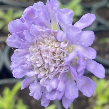 galambszínű ördögszem- Scabiosa columbaria 