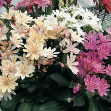 dohánygyökér- Lewisia cotyledon 